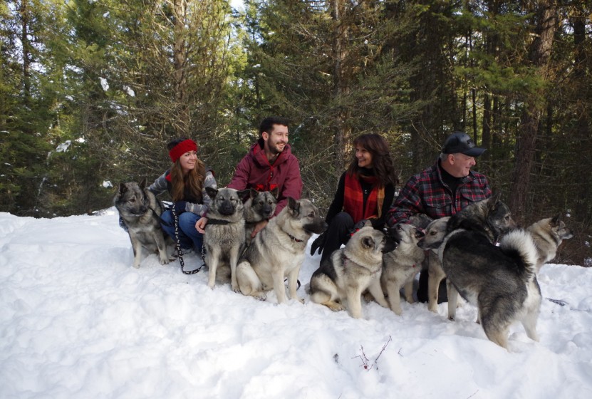 are norwegian elkhounds good with kids